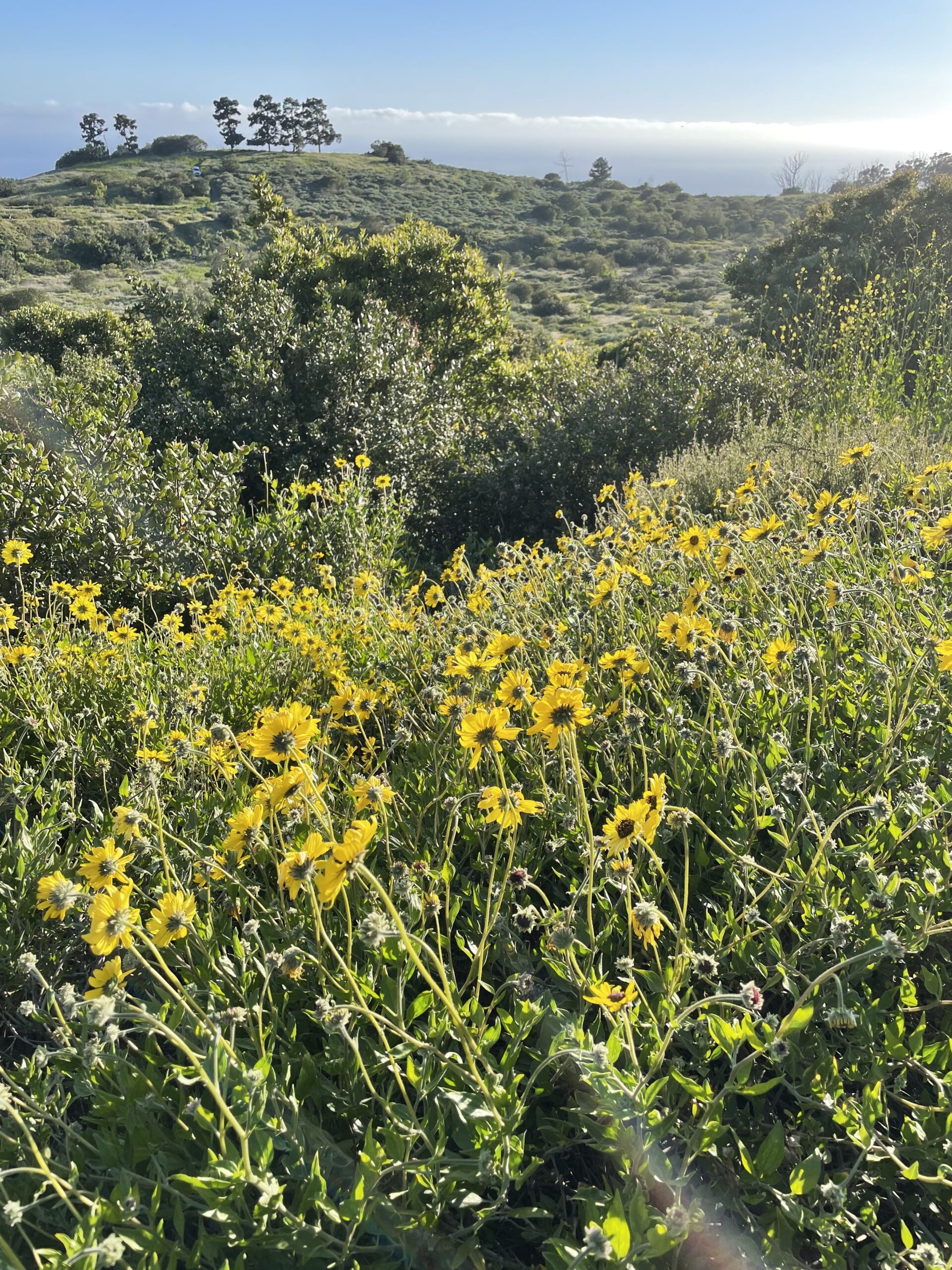 Wild Herb Walks Exploring Nature’s Edible and Medicinal Plants in